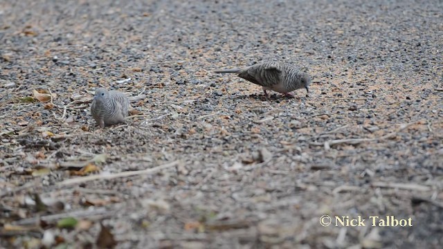 Peaceful Dove - ML201723191