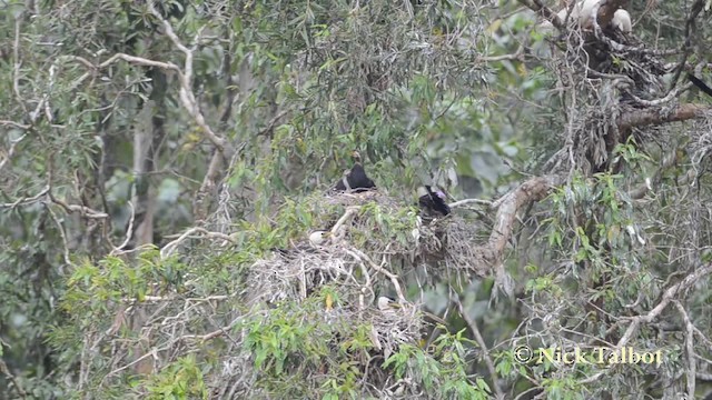 Little Pied Cormorant - ML201723201