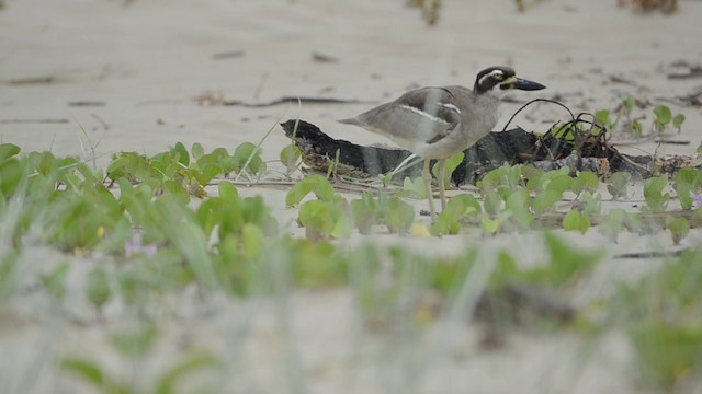 Beach Thick-knee - ML201723251