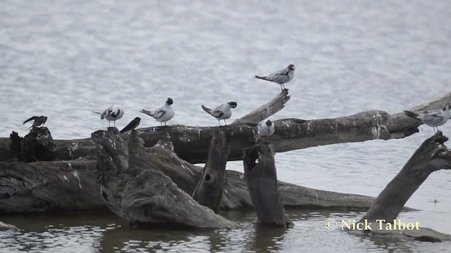 White-winged Tern - ML201723261