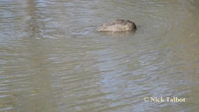 Freckled Duck - ML201723291