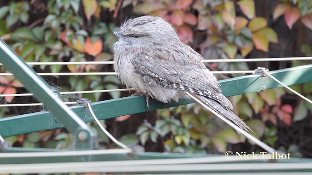 Tawny Frogmouth - ML201723331