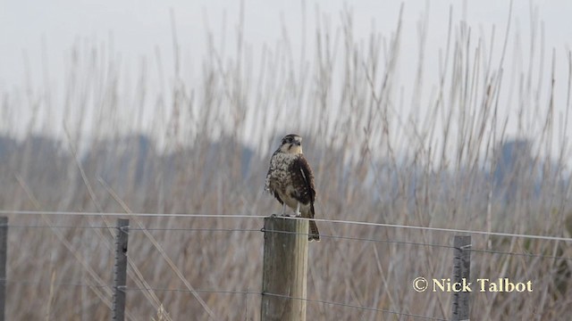 Brown Falcon - ML201723341