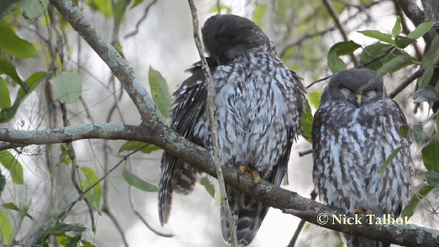 Barking Owl - ML201723361