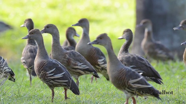 Plumed Whistling-Duck - ML201723371