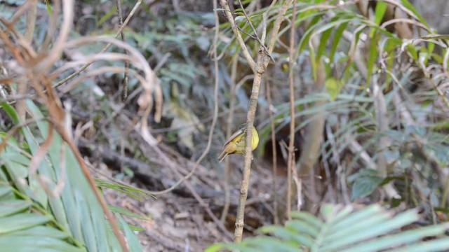 Petroica Amarillenta - ML201723411