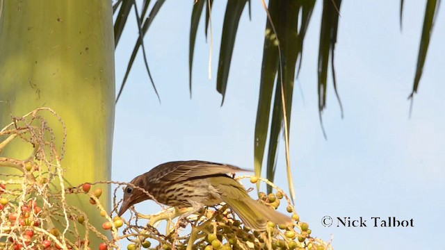 Australasian Figbird - ML201723451