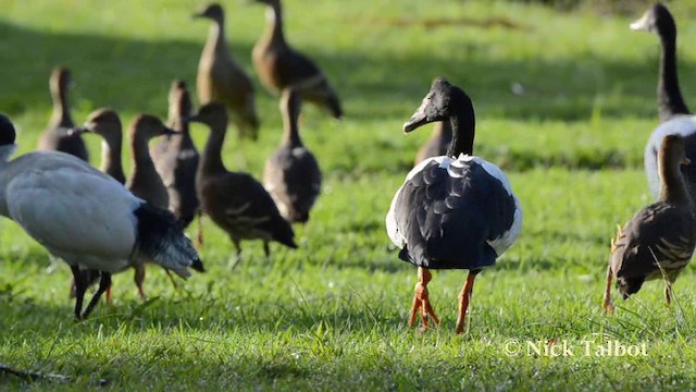 Magpie Goose - ML201723461