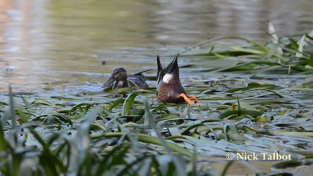 Australasian Shoveler - ML201723481