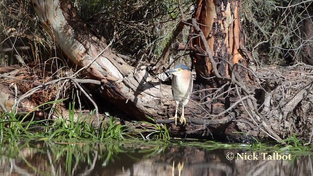 Nankeen Night Heron - ML201723491