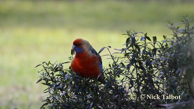 Kırmızı Rozella (adelaidae/subadelaidae) - ML201723511