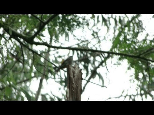 Southern Tropical Pewee - ML201723531