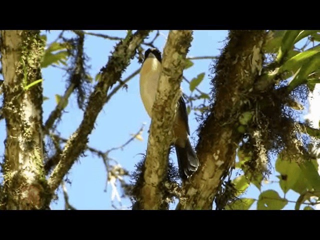 Black-goggled Tanager - ML201723571