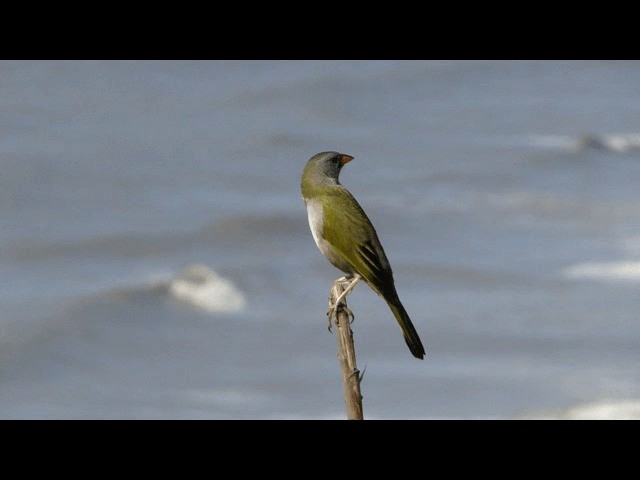 Great Pampa-Finch - ML201723591