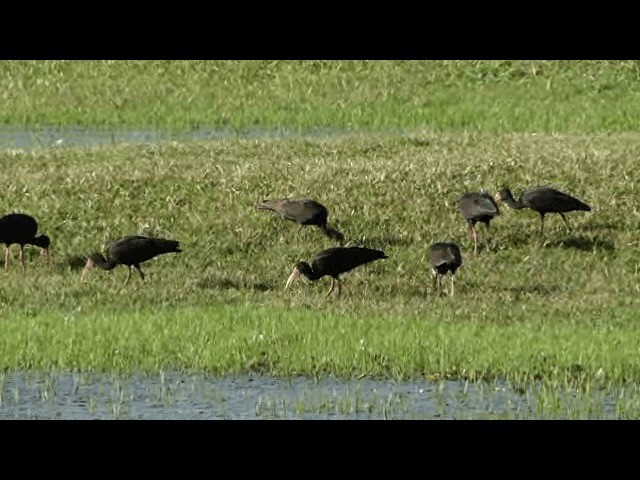 rødmaskeibis - ML201723611