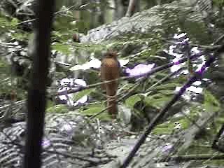 Porte-éventail de Swainson - ML201723621