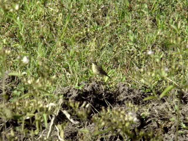 Yellowish Pipit - ML201723641