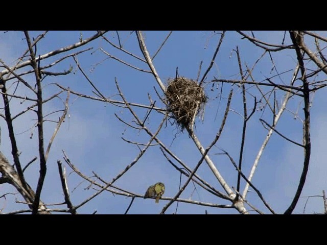 Anambé Verdoso (viridis) - ML201723681