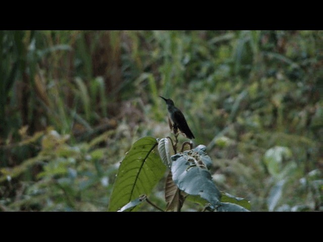 Colibri vert et gris - ML201723691