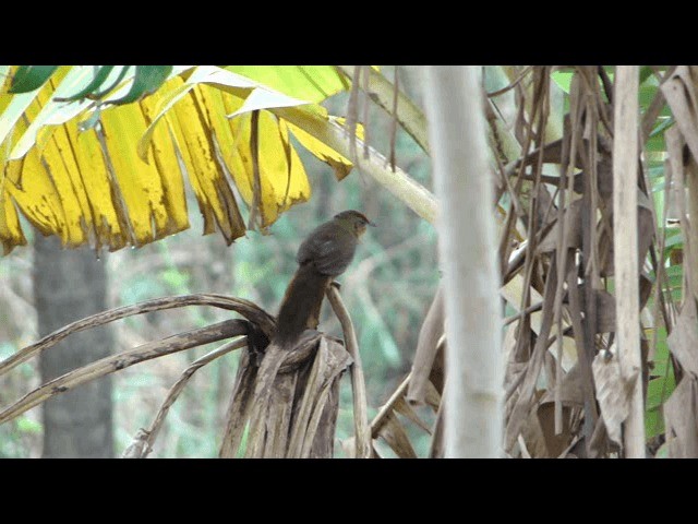 ノドアカアレチカマドドリ - ML201723721