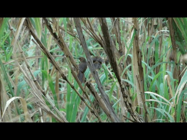 ノドアカアレチカマドドリ - ML201723731