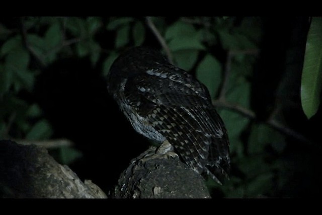 コノハズクページ スピックスコノハズク - eBird