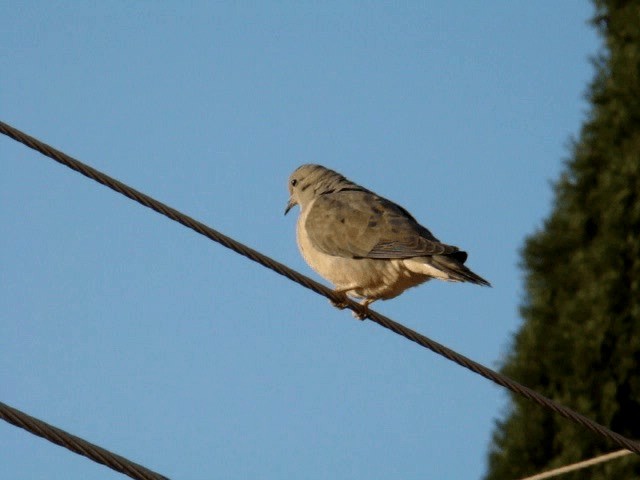 Eared Dove - ML201723811