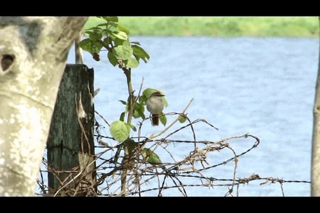 Yellow-chinned Spinetail - ML201723821