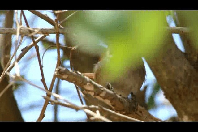 Sooty-fronted Spinetail - ML201723831
