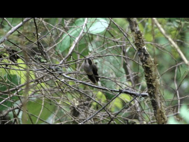 Dusky-throated Hermit - ML201723881