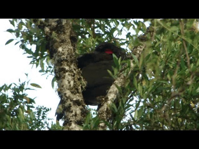 Bronzeguan - ML201723891