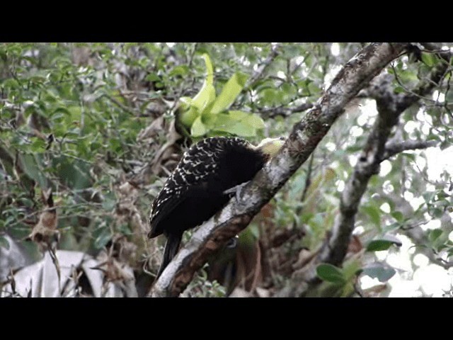 Blond-crested Woodpecker - ML201723931