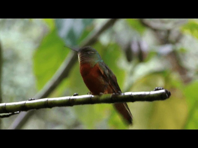 Chestnut-breasted Coronet - ML201723981