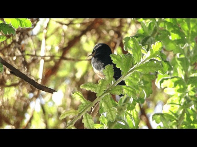 Black-throated Flowerpiercer - ML201723991