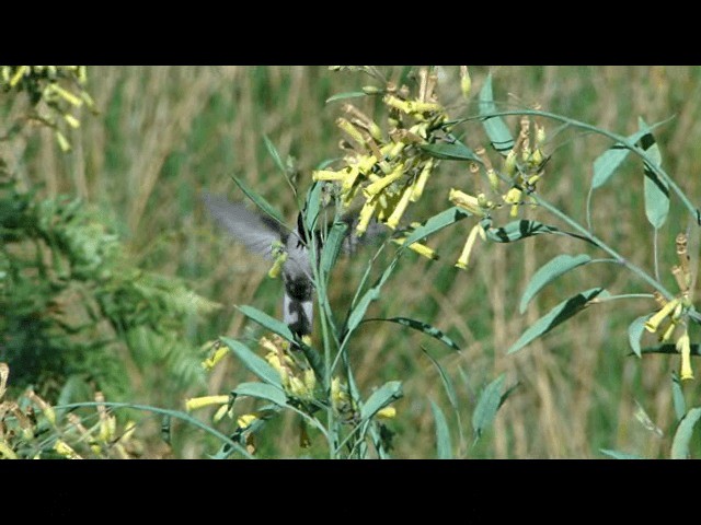 Colibrí Noble Oriental (nobilis) - ML201724061