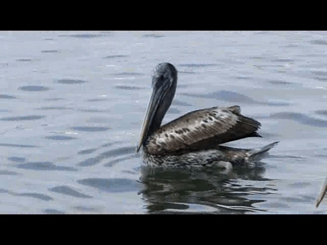 Peruvian Pelican - ML201724091