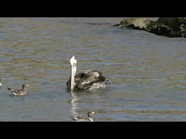 Peruvian Pelican - ML201724101