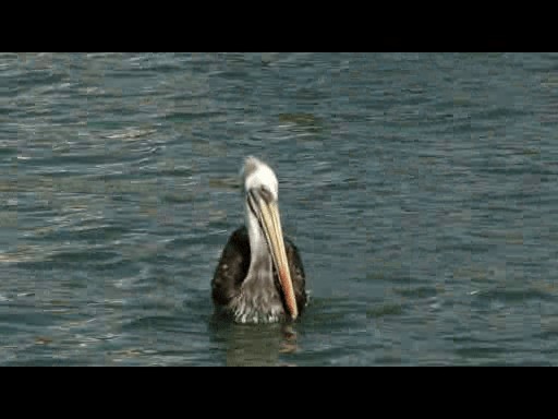 Peruvian Pelican - ML201724111