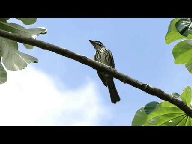 Streaked Flycatcher (Southern) - ML201724121