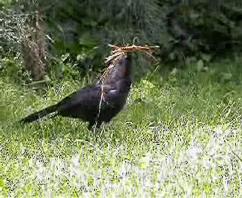 White-winged Chough - ML201724151