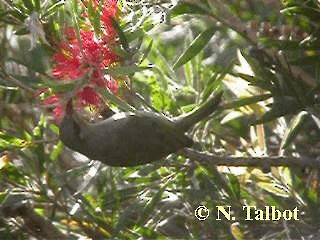 Brown Honeyeater - ML201724181