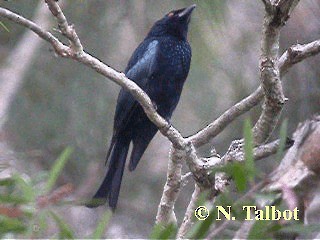 Yıldızlı Drongo [bracteatus grubu] - ML201724191