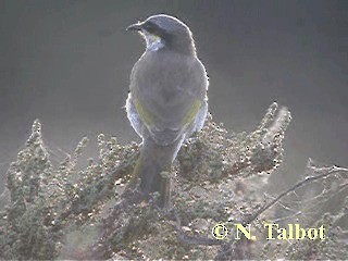 Singing Honeyeater - ML201724201