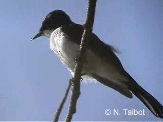 Restless Flycatcher - ML201724261