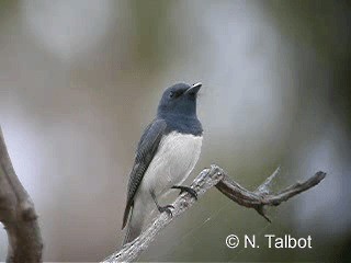 Leaden Flycatcher - ML201724271