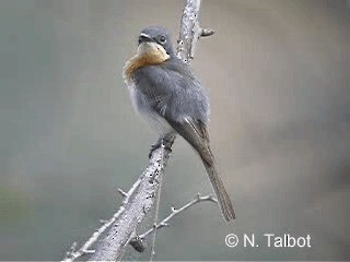 Leaden Flycatcher - ML201724281