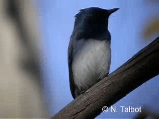 Leaden Flycatcher - ML201724291