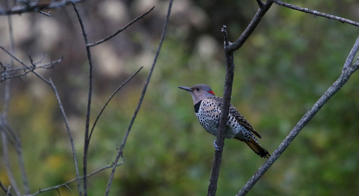 Northern Flicker (Yellow-shafted) - ML20172431