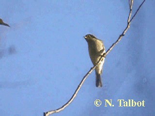 Fuscous Honeyeater - ML201724311