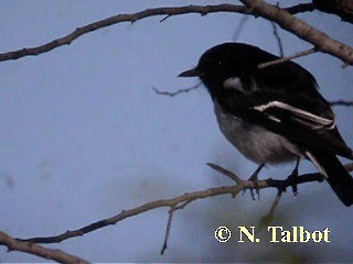 Hooded Robin - ML201724321